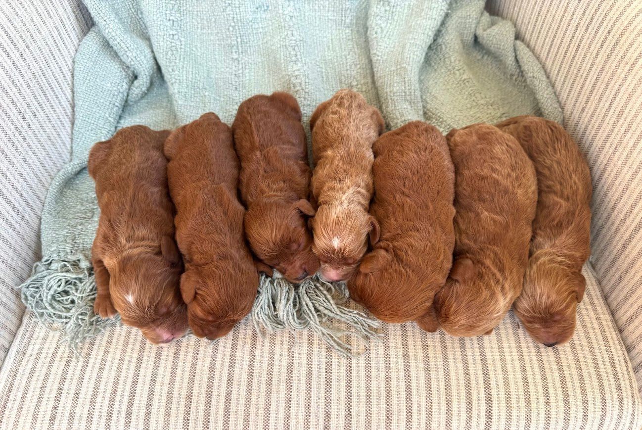 Cavapoochon puppies, healthy cavapoochon, puppies for sale, bluebell cavapoochon puppies, cavapoo