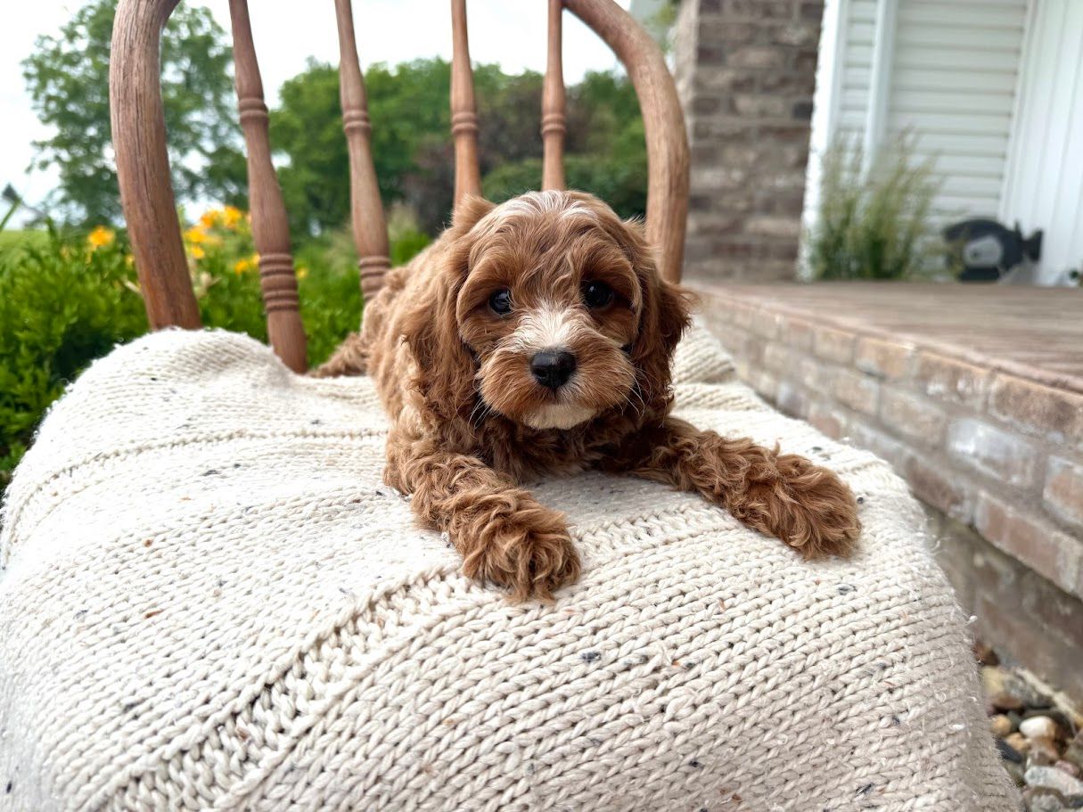 Cavapoo Puppies for sale, Cavalier mix puppies, Poodle Puppies for Sale, Cavalier King Charles,