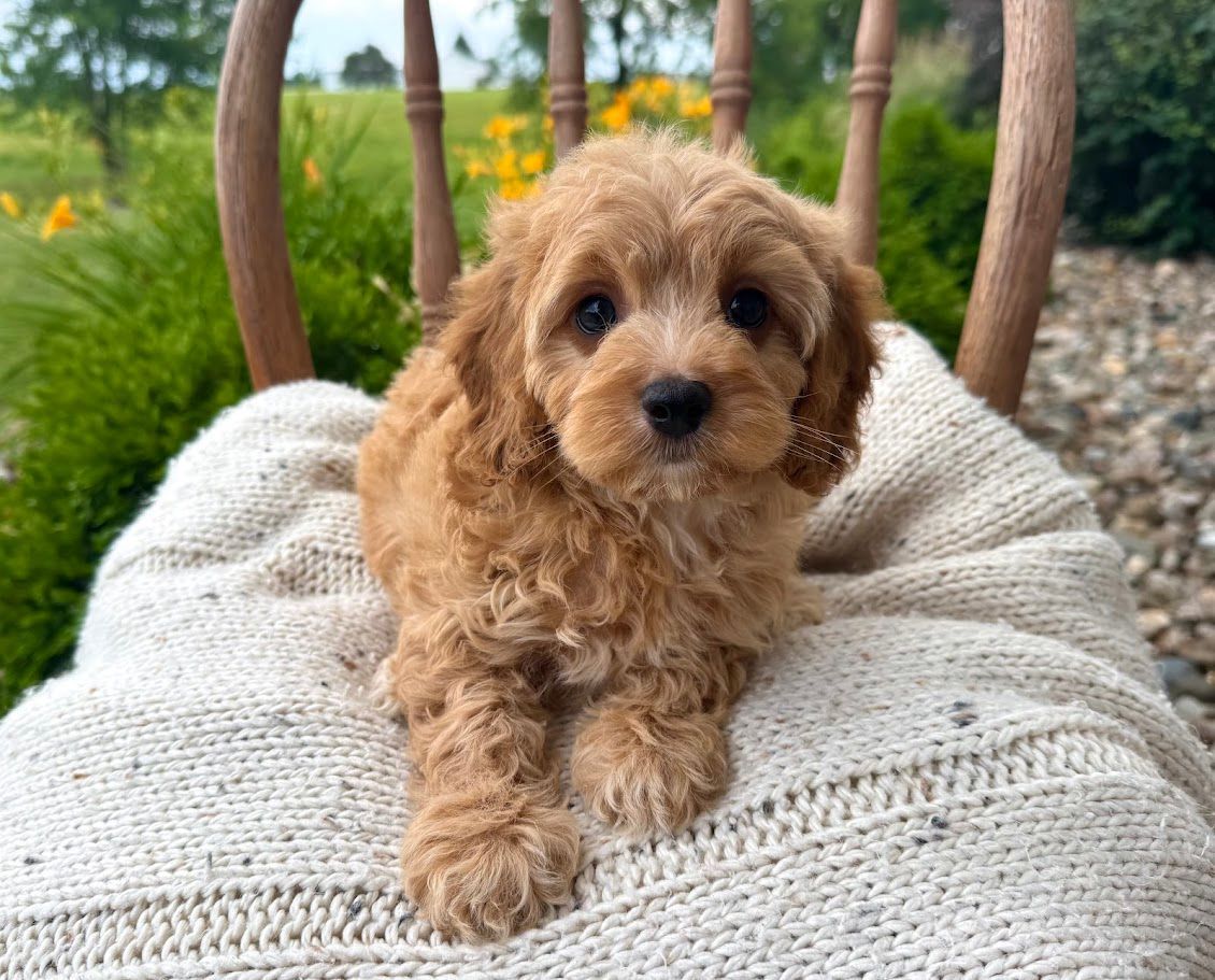 Cavapoochon puppies, healthy cavapoochon, puppies for sale, bluebell cavapoochon puppies, cavapoo