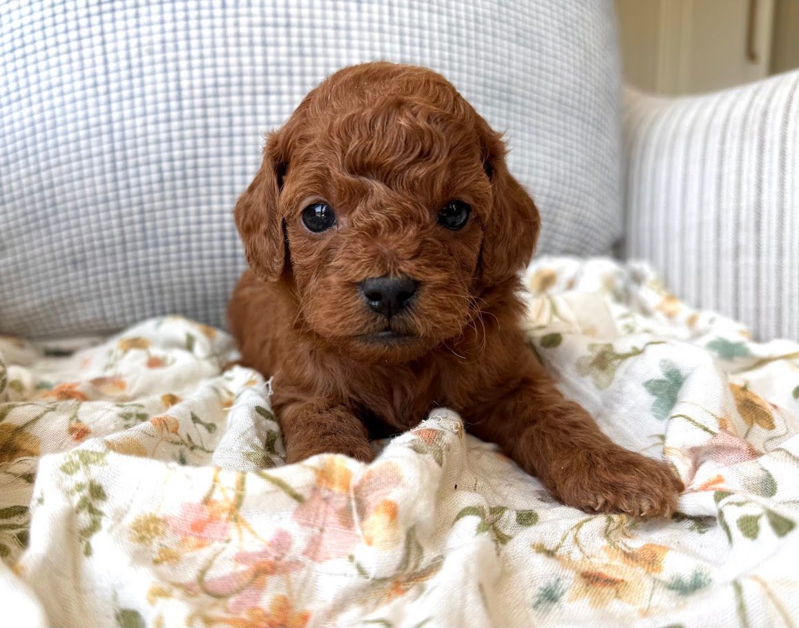 Cavapoochon puppies, healthy cavapoochon, puppies for sale, bluebell cavapoochon puppies, cavapoo