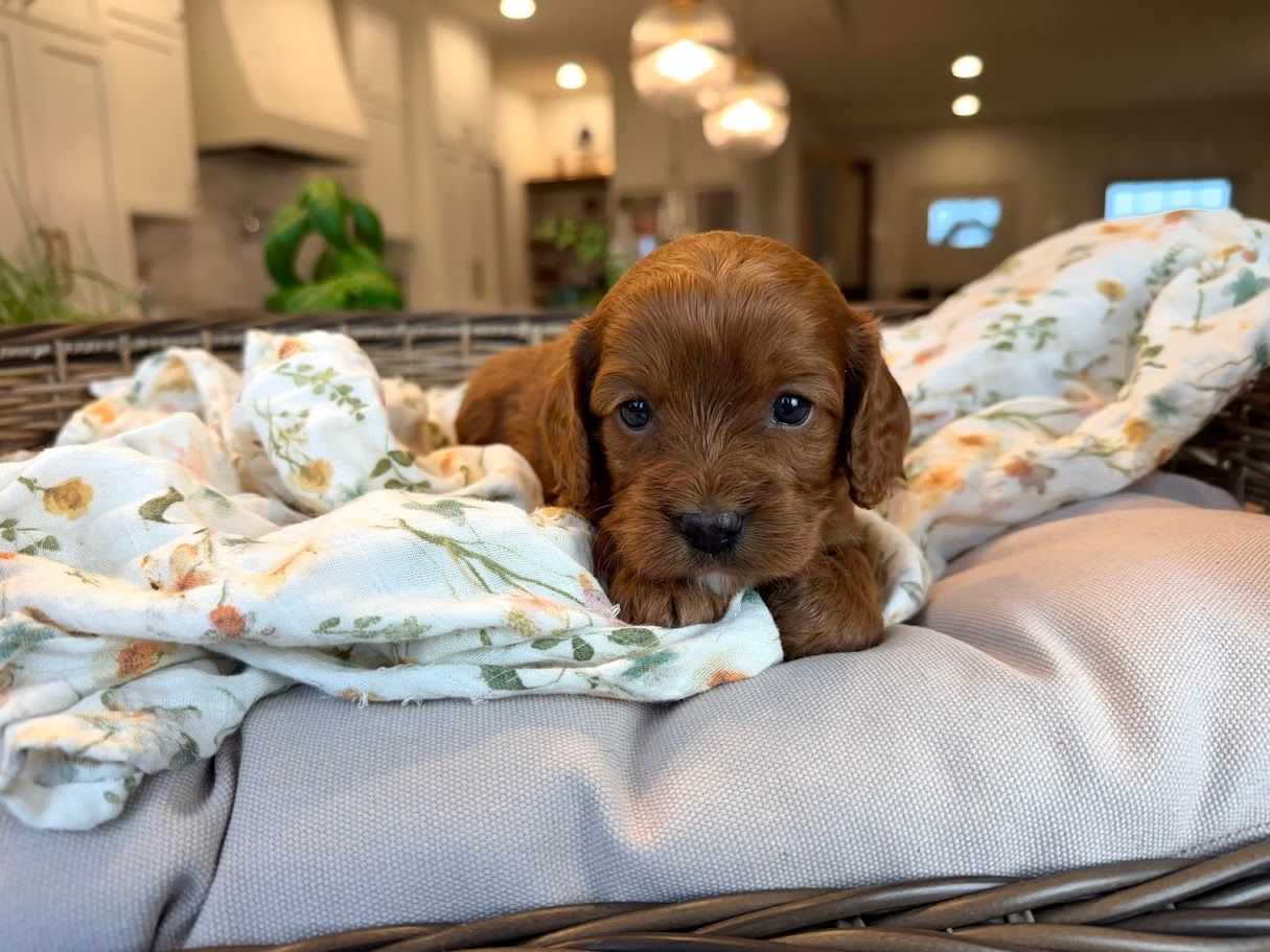 Cavapoochon puppies, healthy cavapoochon, puppies for sale, bluebell cavapoochon puppies, cavapoo