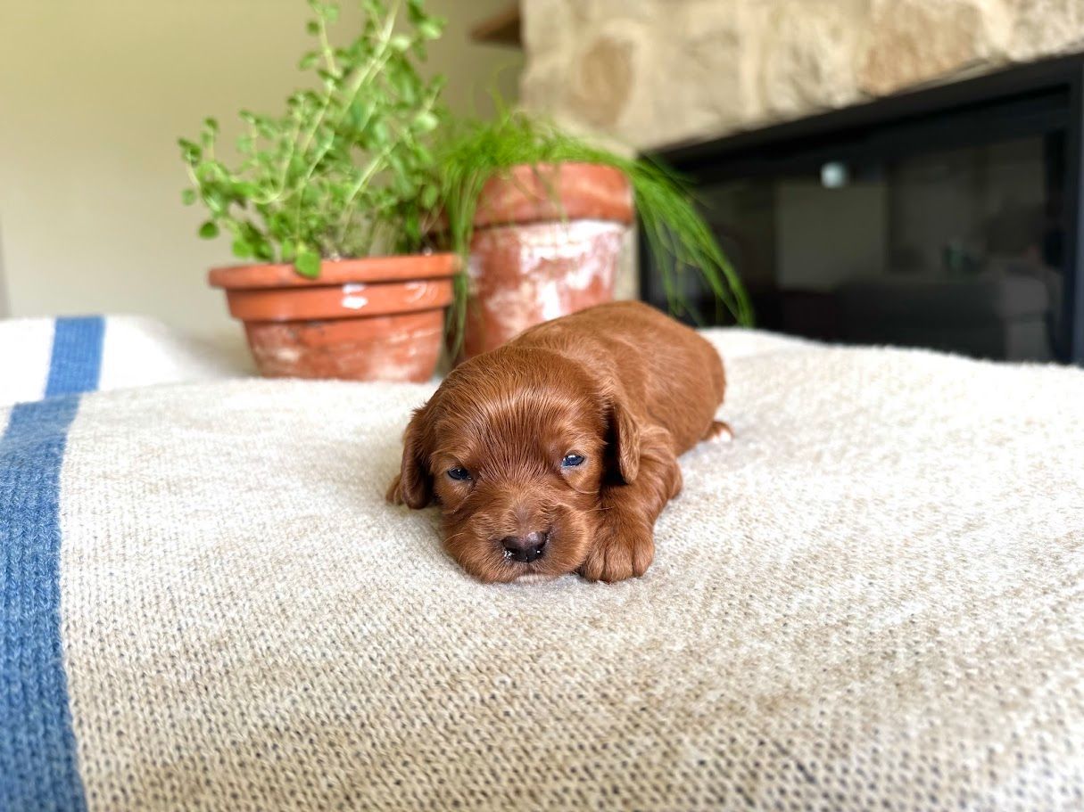 Cavapoochon puppies, healthy cavapoochon, puppies for sale, bluebell cavapoochon puppies, cavapoo