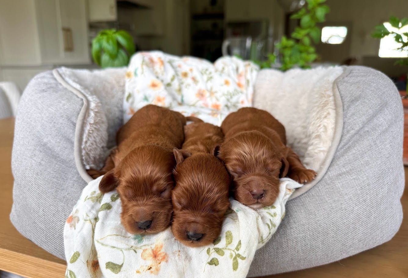 Cavapoochon puppies, healthy cavapoochon, puppies for sale, bluebell cavapoochon puppies, cavapoo