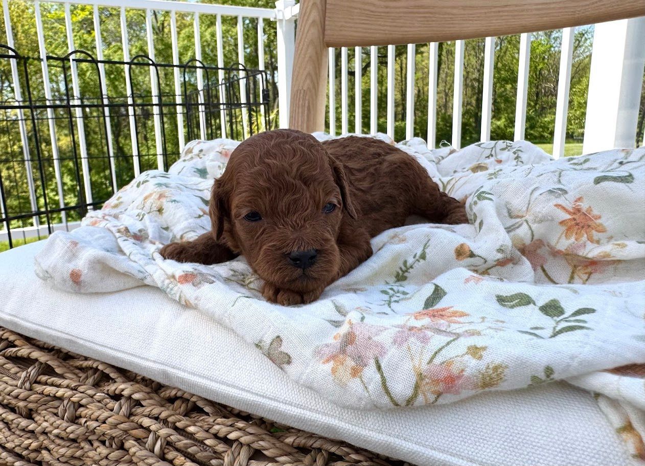 Cavapoochon puppies, healthy cavapoochon, puppies for sale, bluebell cavapoochon puppies, cavapoo