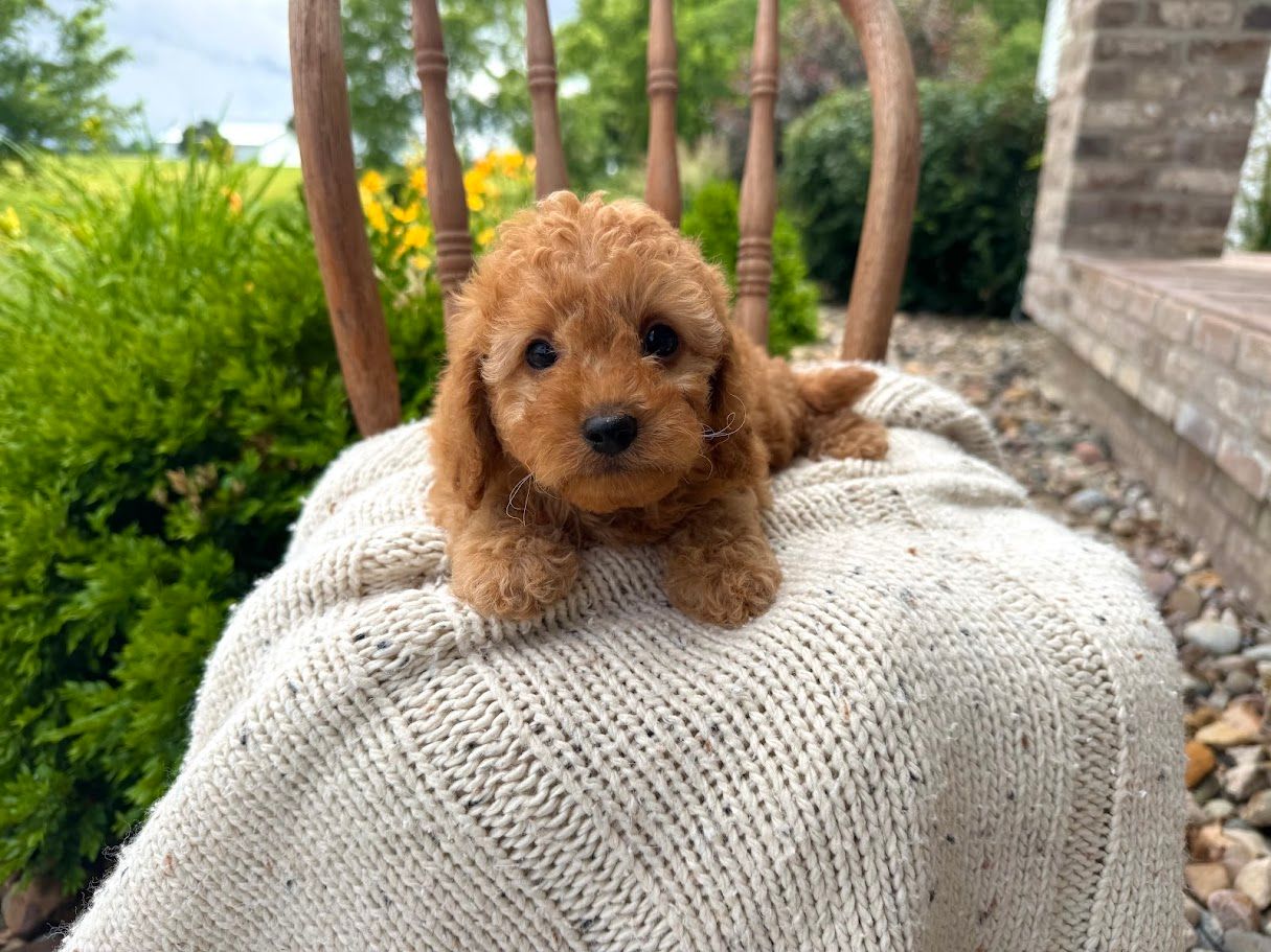 Cavapoochon puppies, healthy cavapoochon, puppies for sale, bluebell cavapoochon puppies, cavapoo