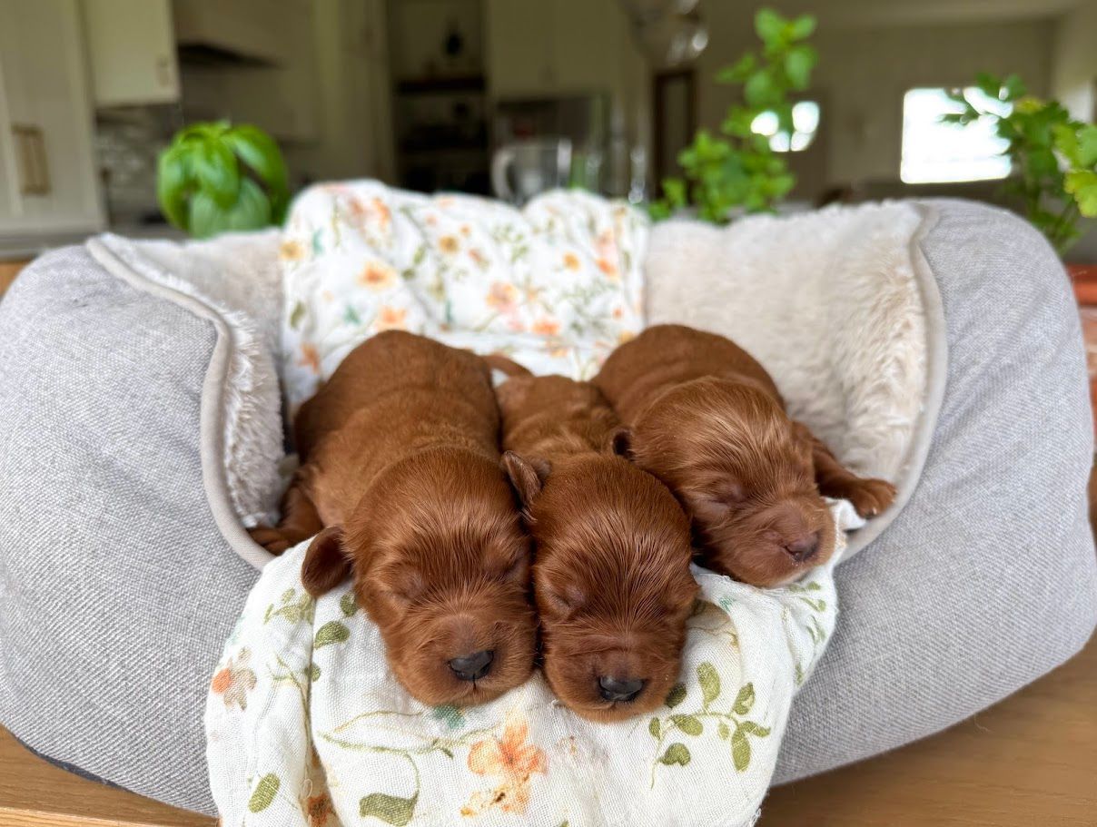 Cavapoochon puppies, healthy cavapoochon, puppies for sale, bluebell cavapoochon puppies, cavapoo