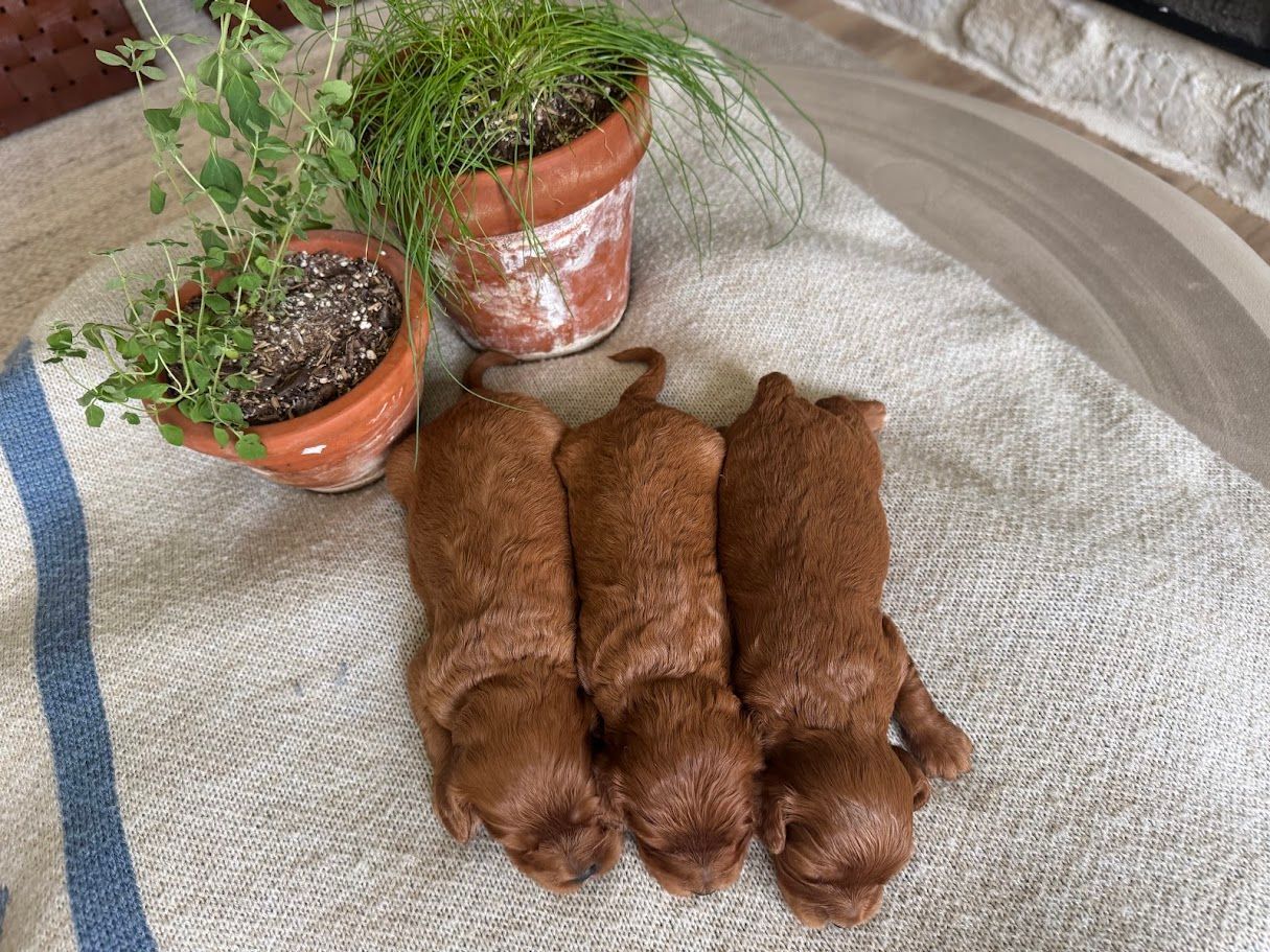 Cavapoochon puppies, healthy cavapoochon, puppies for sale, bluebell cavapoochon puppies, cavapoo