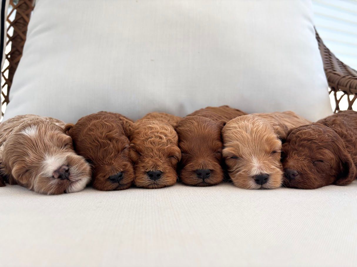 Cavapoochon puppies, healthy cavapoochon, puppies for sale, bluebell cavapoochon puppies, cavapoo