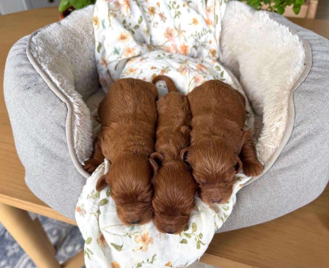 Cavapoochon puppies, healthy cavapoochon, puppies for sale, bluebell cavapoochon puppies, cavapoo