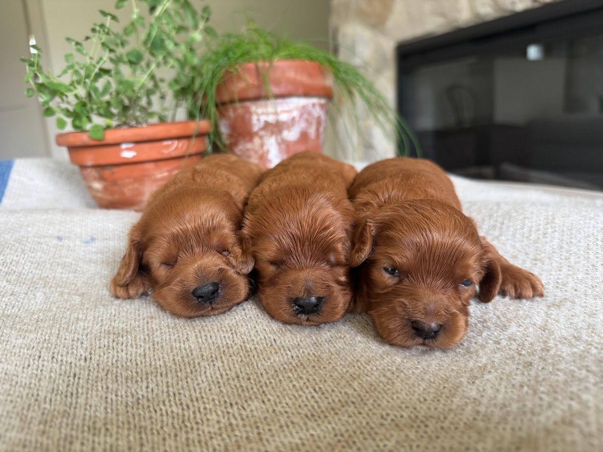 Cavapoochon puppies, healthy cavapoochon, puppies for sale, bluebell cavapoochon puppies, cavapoo