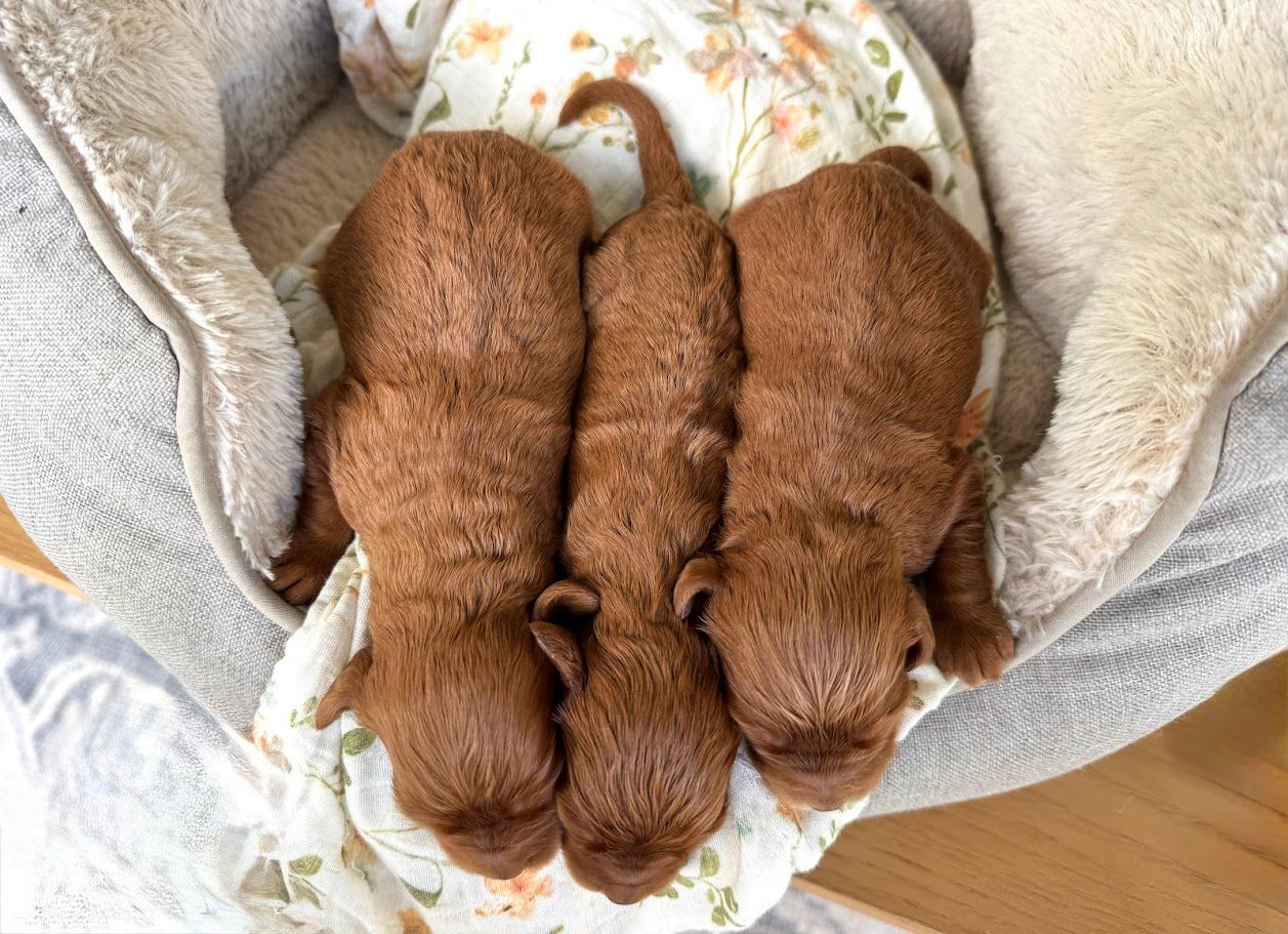 Cavapoochon puppies, healthy cavapoochon, puppies for sale, bluebell cavapoochon puppies, cavapoo