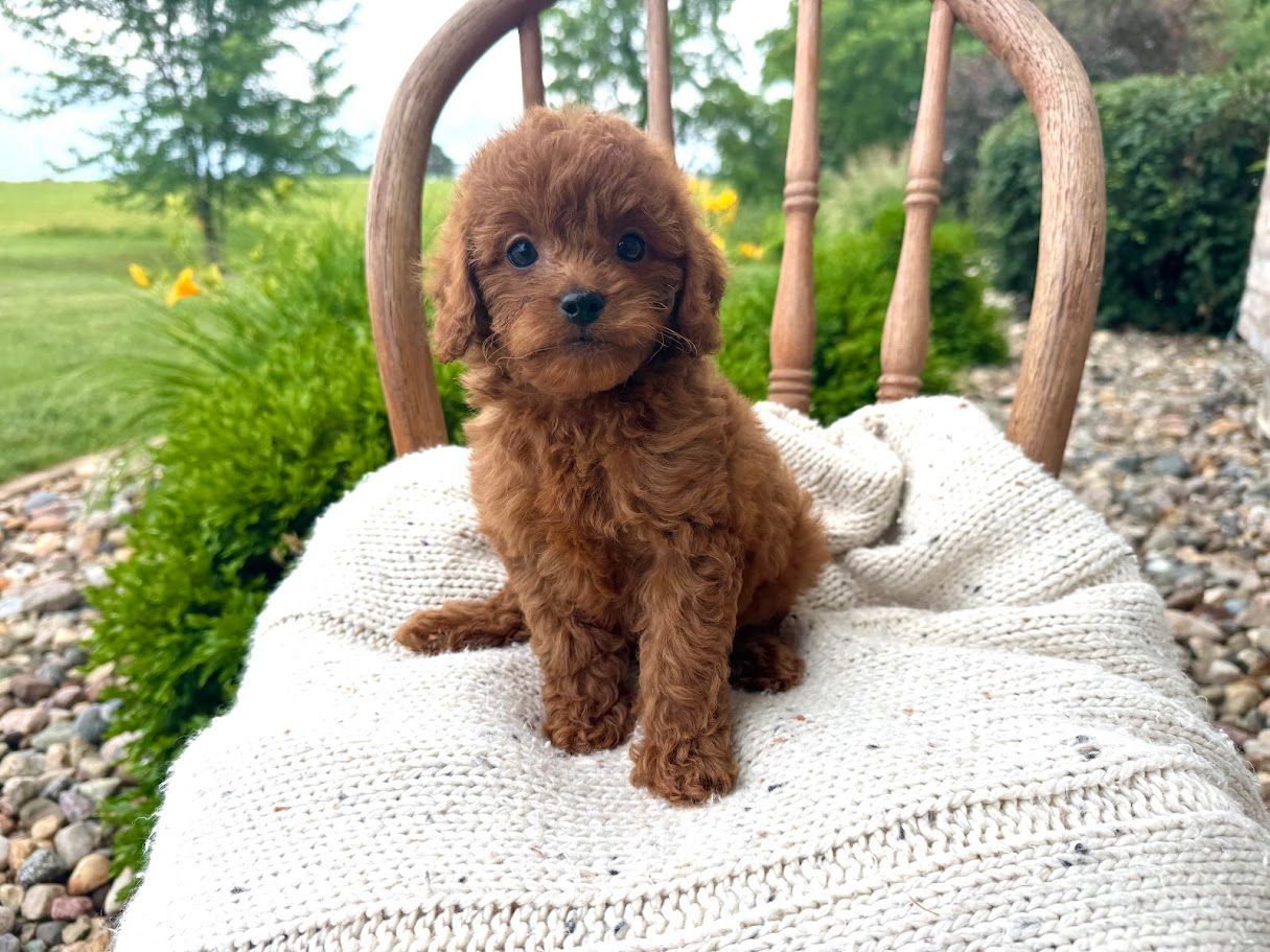 Cavapoochon puppies, healthy cavapoochon, puppies for sale, bluebell cavapoochon puppies, cavapoo