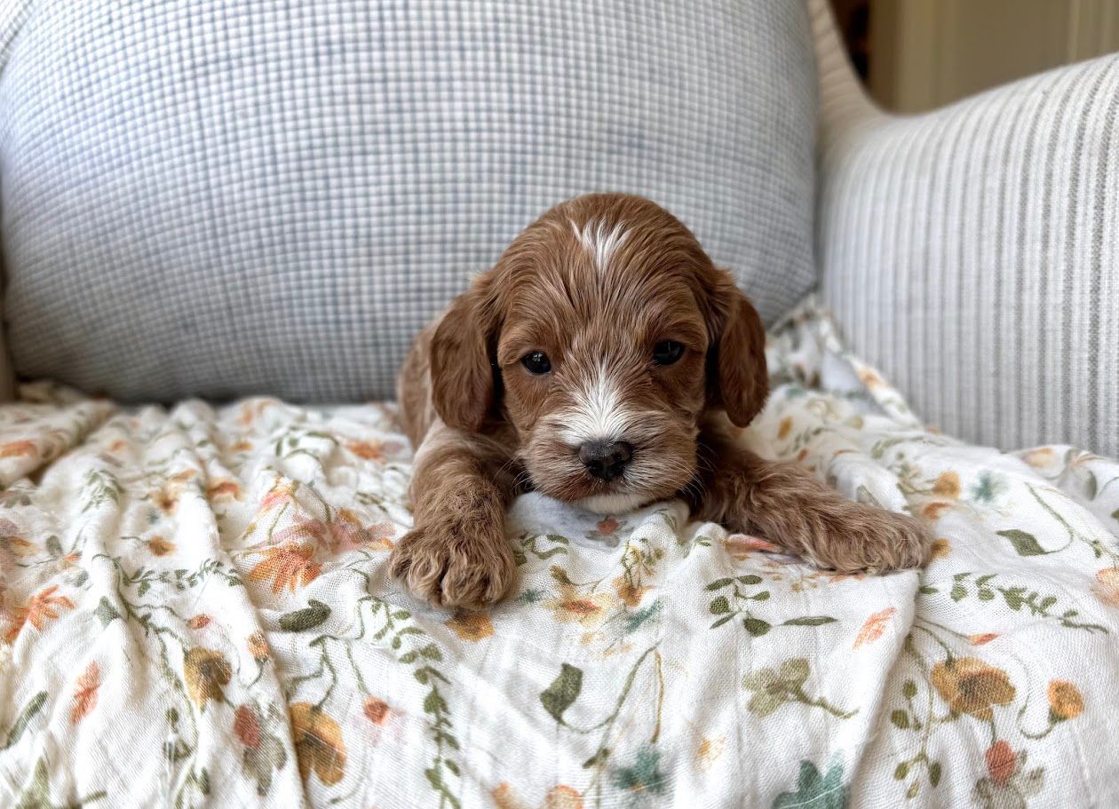 Cavapoochon puppies, healthy cavapoochon, puppies for sale, bluebell cavapoochon puppies, cavapoo