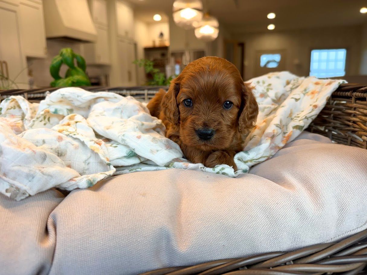 Cavapoochon puppies, healthy cavapoochon, puppies for sale, bluebell cavapoochon puppies, cavapoo