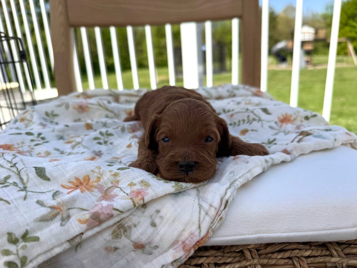 Cavapoochon puppies, healthy cavapoochon, puppies for sale, bluebell cavapoochon puppies, cavapoo
