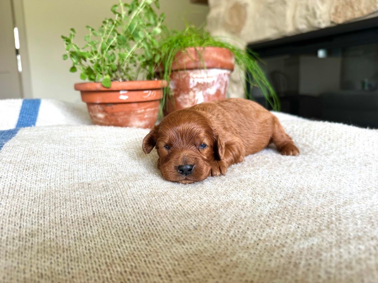 Cavapoochon puppies, healthy cavapoochon, puppies for sale, bluebell cavapoochon puppies, cavapoo
