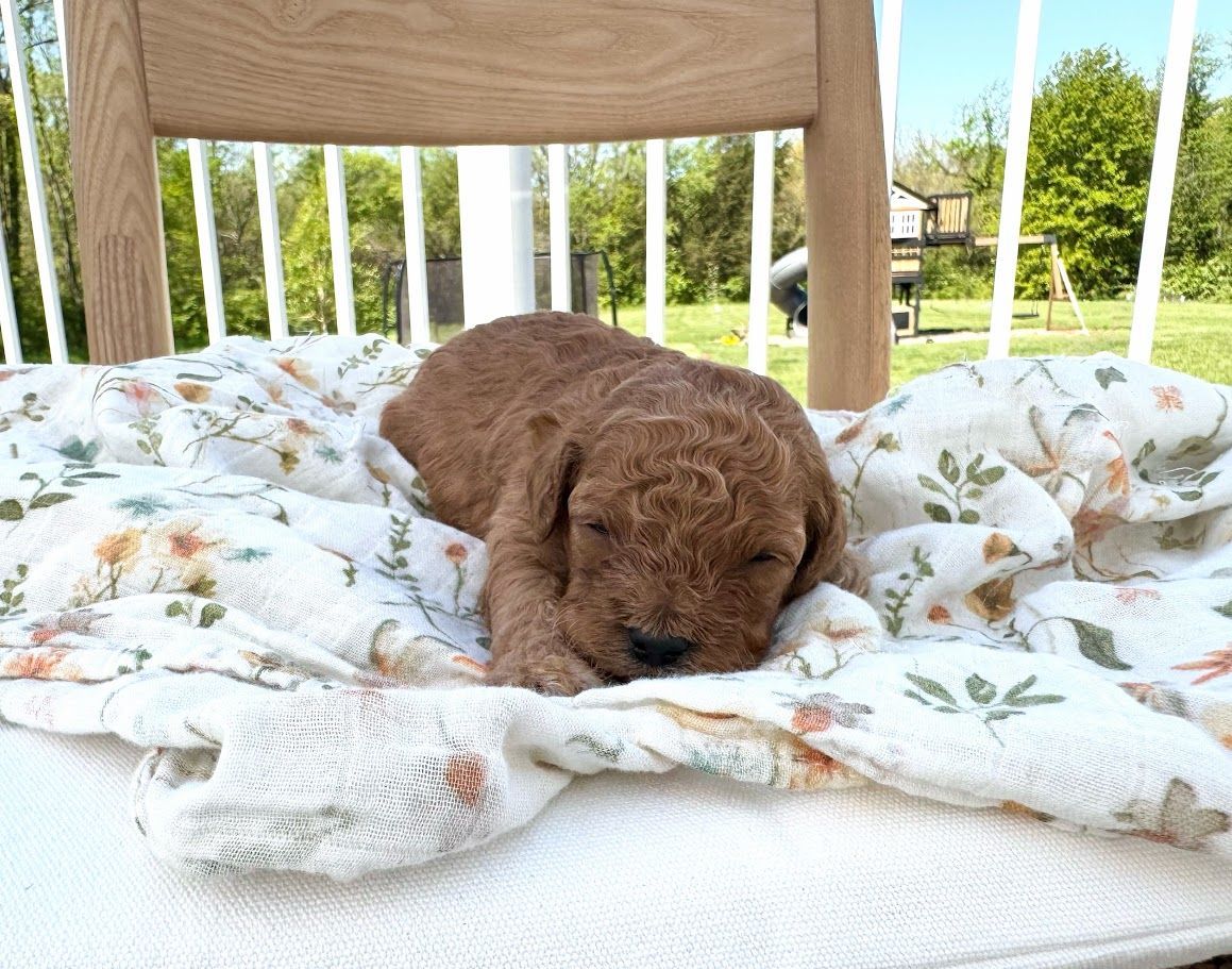 Cavapoochon puppies, healthy cavapoochon, puppies for sale, bluebell cavapoochon puppies, cavapoo