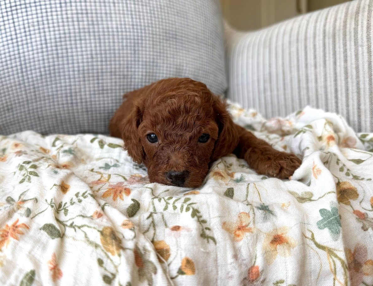Cavapoochon puppies, healthy cavapoochon, puppies for sale, bluebell cavapoochon puppies, cavapoo