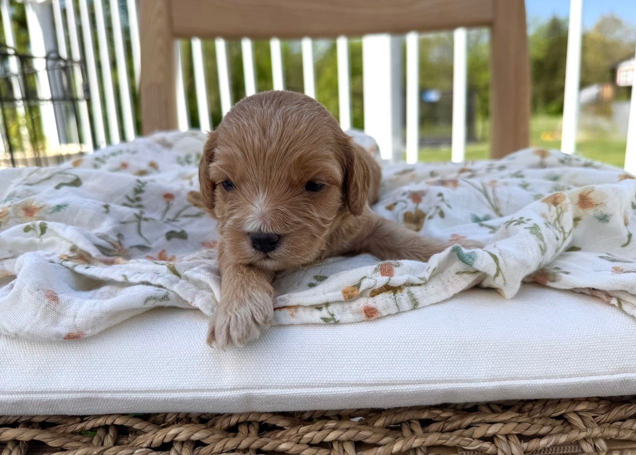 Cavapoochon puppies, healthy cavapoochon, puppies for sale, bluebell cavapoochon puppies, cavapoo