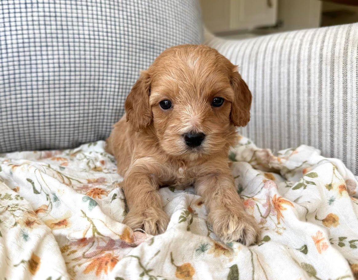 Cavapoochon puppies, healthy cavapoochon, puppies for sale, bluebell cavapoochon puppies, cavapoo