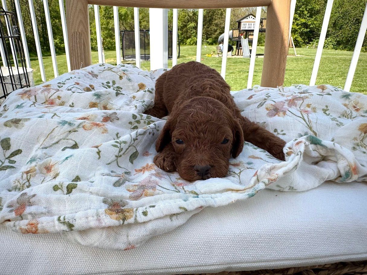 Cavapoochon puppies, healthy cavapoochon, puppies for sale, bluebell cavapoochon puppies, cavapoo