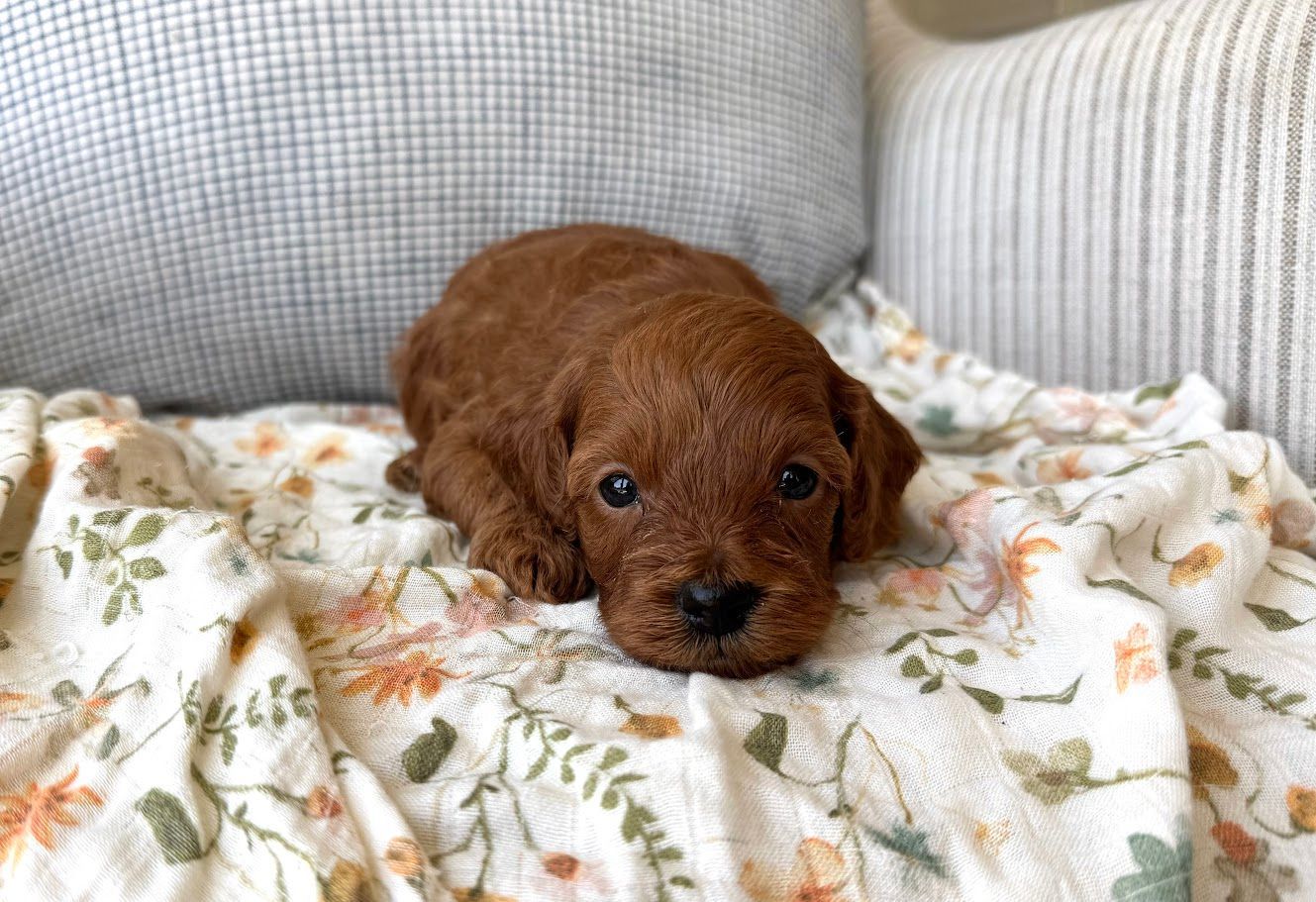 Cavapoochon puppies, healthy cavapoochon, puppies for sale, bluebell cavapoochon puppies, cavapoo