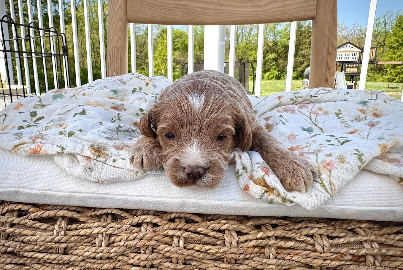 Cavapoochon puppies, healthy cavapoochon, puppies for sale, bluebell cavapoochon puppies, cavapoo