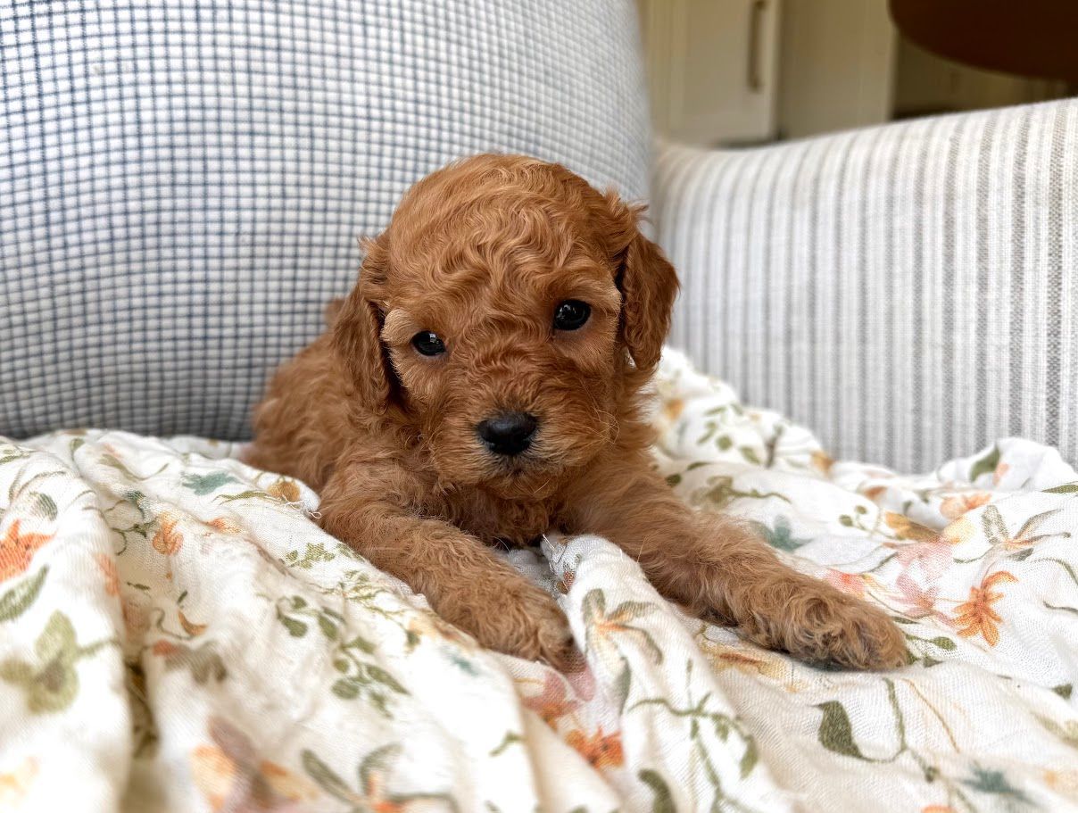 Cavapoochon puppies, healthy cavapoochon, puppies for sale, bluebell cavapoochon puppies, cavapoo