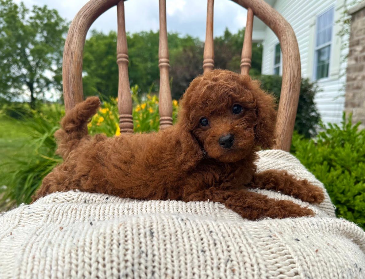 Cavapoochon puppies, healthy cavapoochon, puppies for sale, bluebell cavapoochon puppies, cavapoo