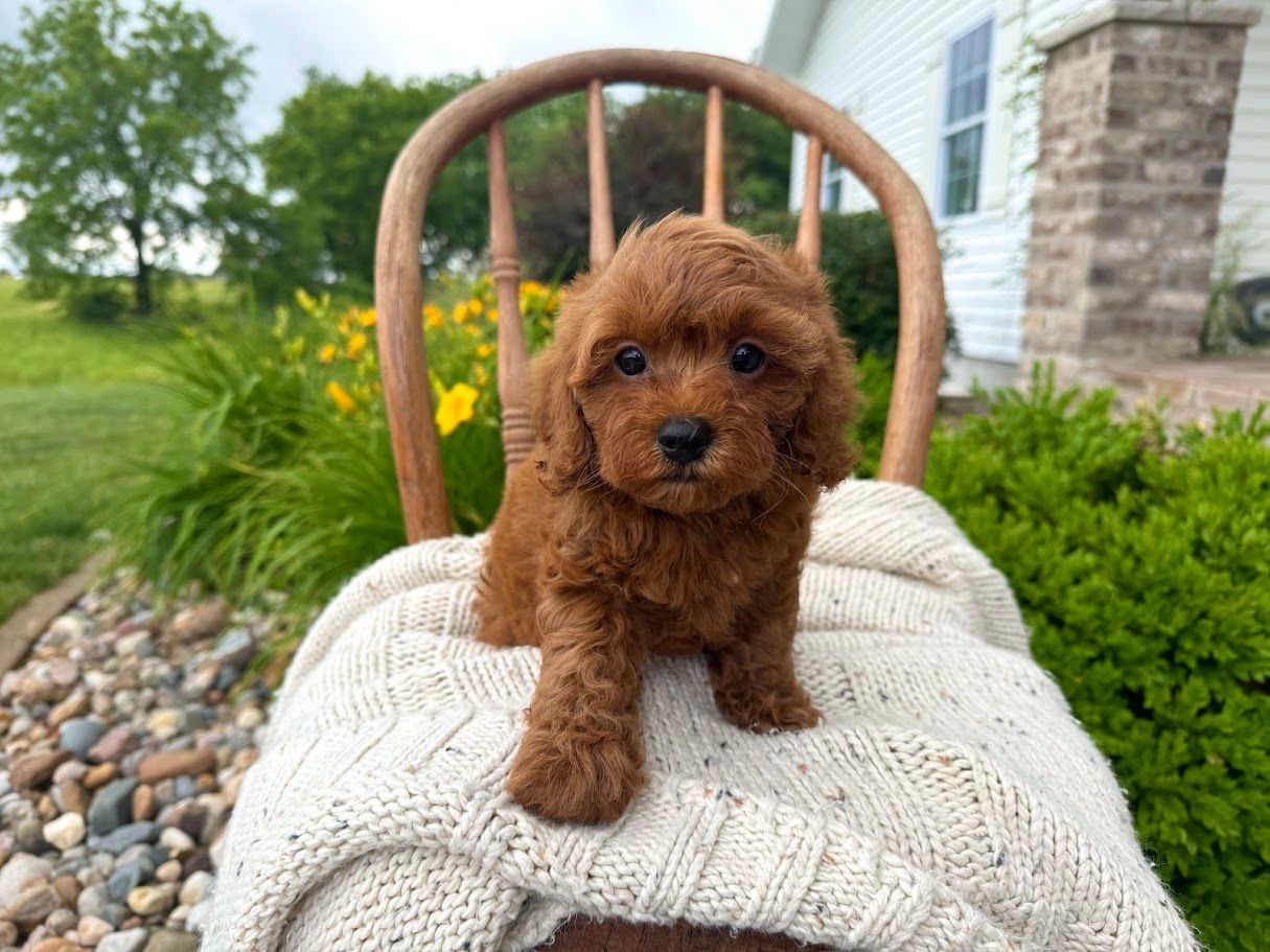 Cavapoochon puppies, healthy cavapoochon, puppies for sale, bluebell cavapoochon puppies, cavapoo