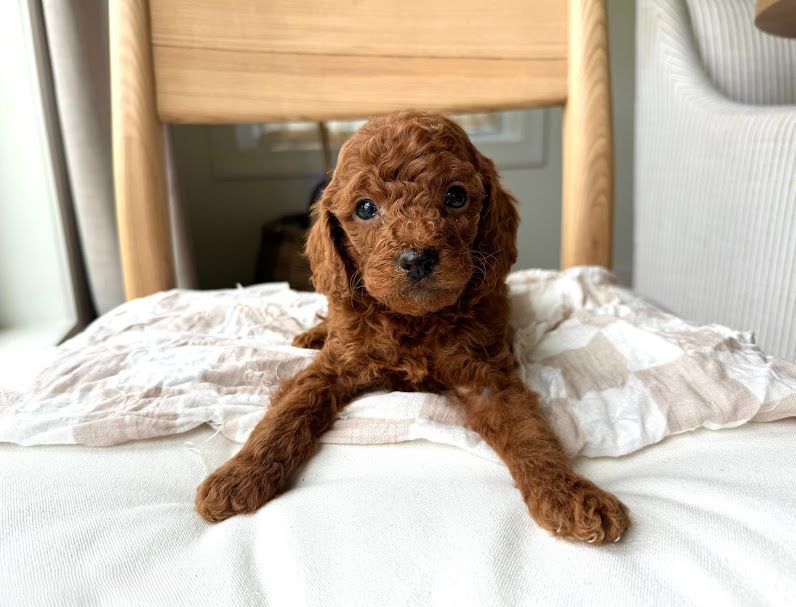 Cavapoochon puppies, healthy cavapoochon, puppies for sale, bluebell cavapoochon puppies, cavapoo