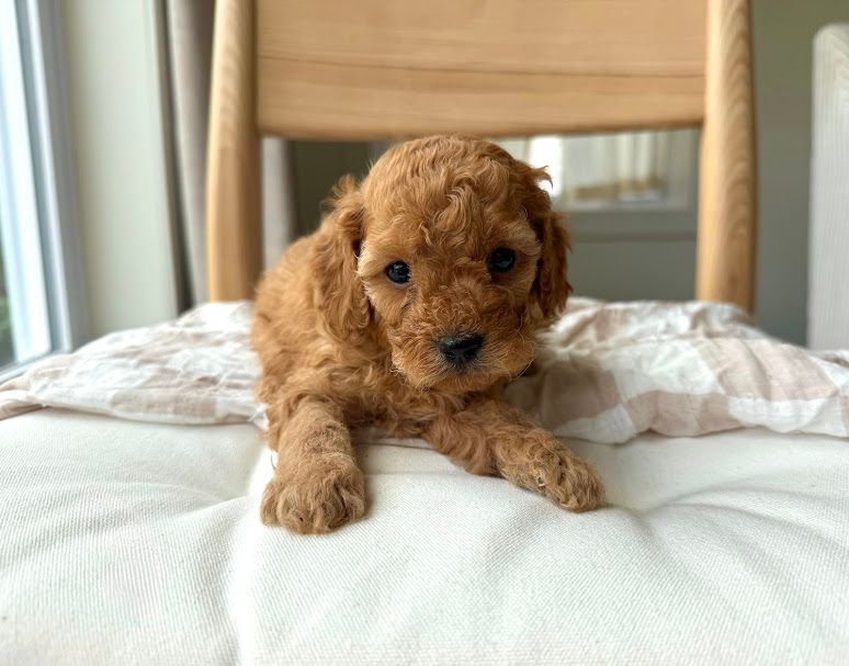 Cavapoochon puppies, healthy cavapoochon, puppies for sale, bluebell cavapoochon puppies, cavapoo