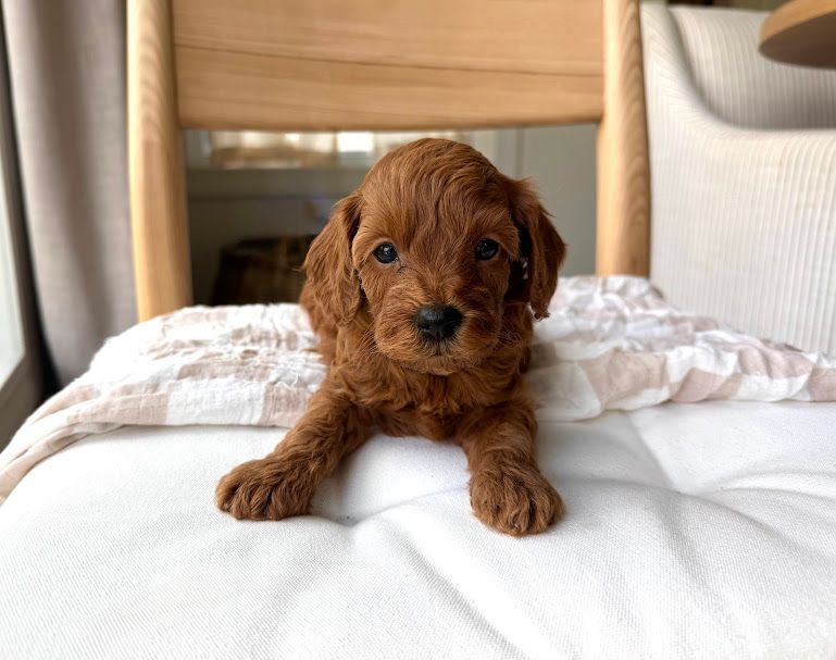 Cavapoochon puppies, healthy cavapoochon, puppies for sale, bluebell cavapoochon puppies, cavapoo