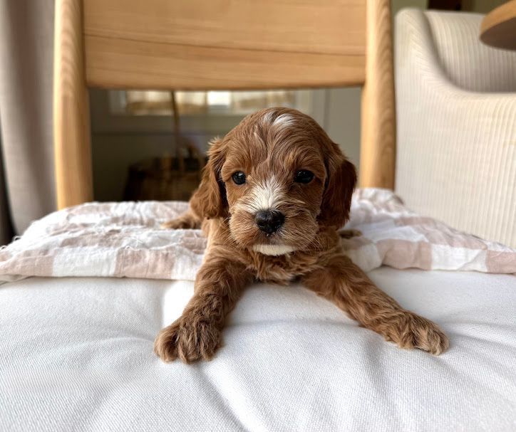 Cavapoochon puppies, healthy cavapoochon, puppies for sale, bluebell cavapoochon puppies, cavapoo