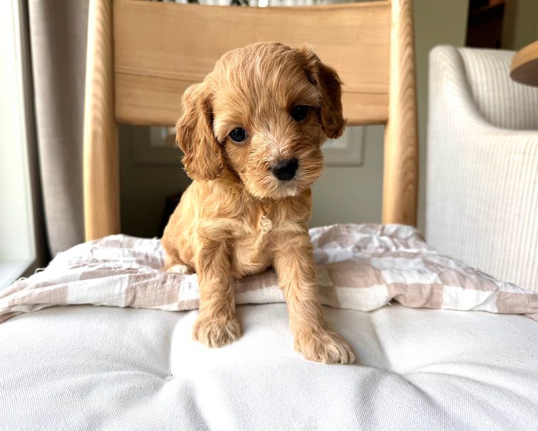 Cavapoochon puppies, healthy cavapoochon, puppies for sale, bluebell cavapoochon puppies, cavapoo
