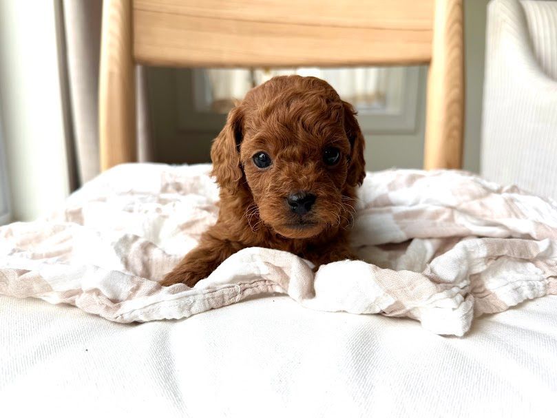 Cavapoochon puppies, healthy cavapoochon, puppies for sale, bluebell cavapoochon puppies, cavapoo