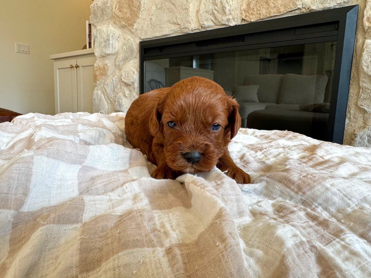 Cavapoochon puppies, healthy cavapoochon, puppies for sale, bluebell cavapoochon puppies, cavapoo