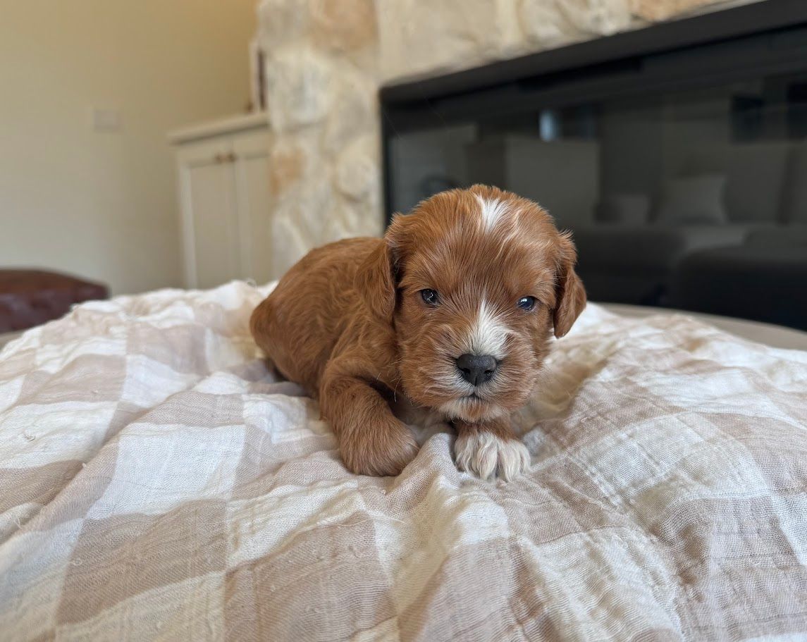 Cavapoochon puppies, healthy cavapoochon, puppies for sale, bluebell cavapoochon puppies, cavapoo