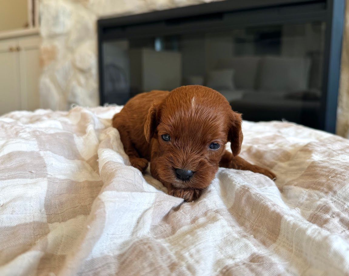 Cavapoo puppies for sale, Cavapoochon Puppies for Sale, Cavapoochon Puppy, Cavoodle Puppy, Pleasant Home Puppies