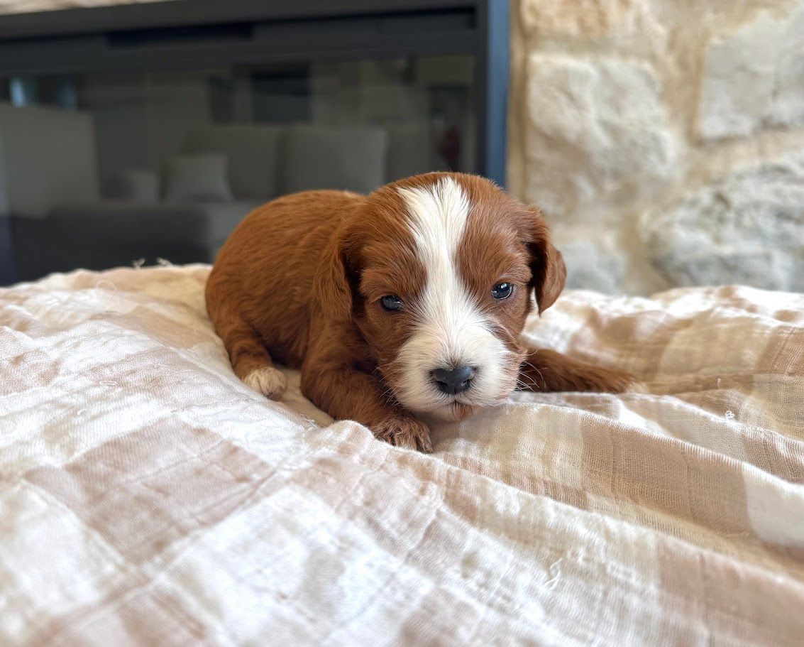 Cavapoochon puppies, healthy cavapoochon, puppies for sale, bluebell cavapoochon puppies, cavapoo