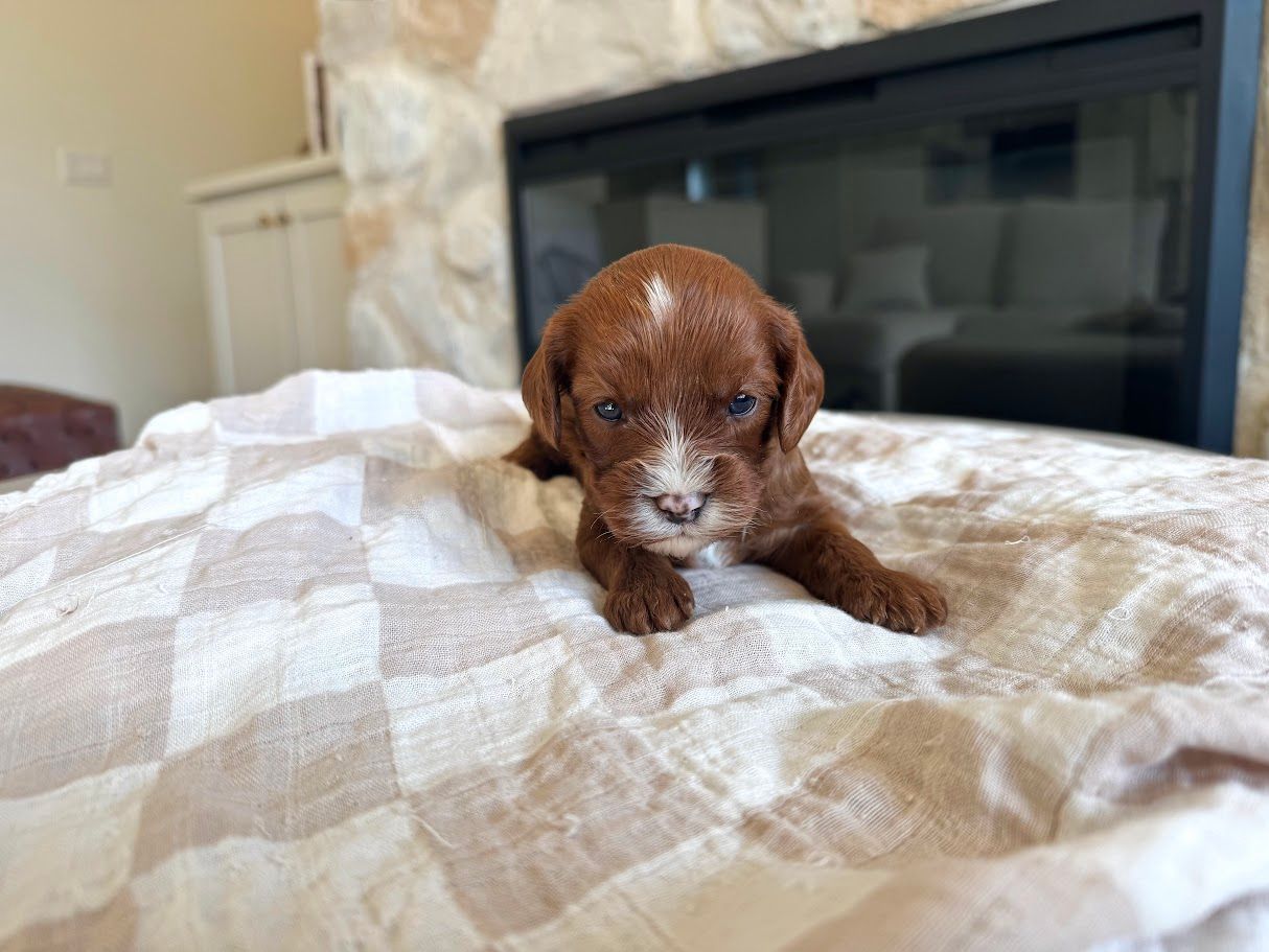 Cavapoochon puppies, healthy cavapoochon, puppies for sale, bluebell cavapoochon puppies, cavapoo