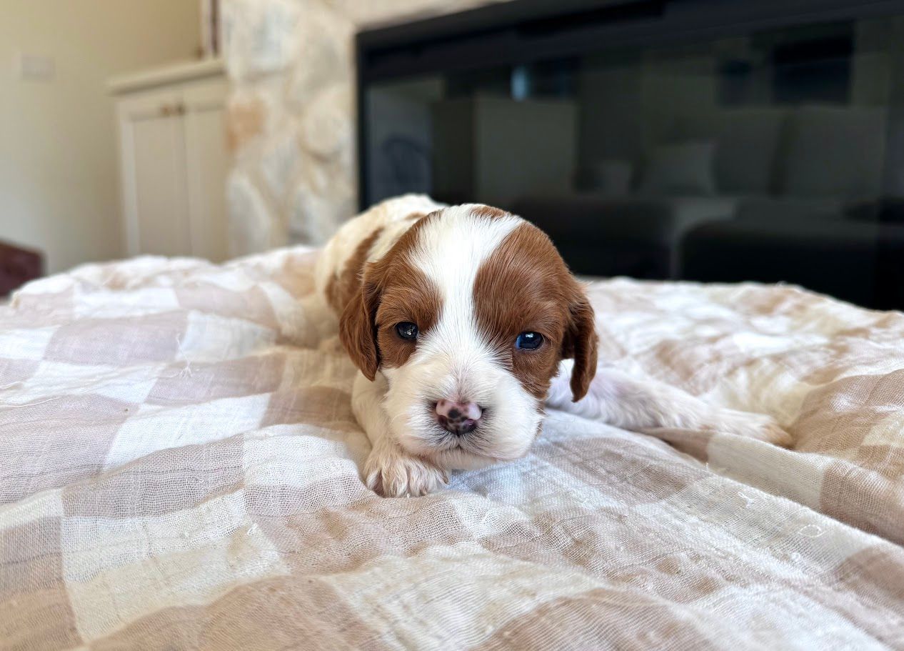 Cavapoochon puppies, healthy cavapoochon, puppies for sale, bluebell cavapoochon puppies, cavapoo