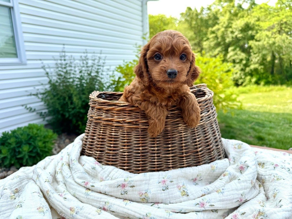 Cavapoochon puppies, healthy cavapoochon, puppies for sale, bluebell cavapoochon puppies, cavapoo