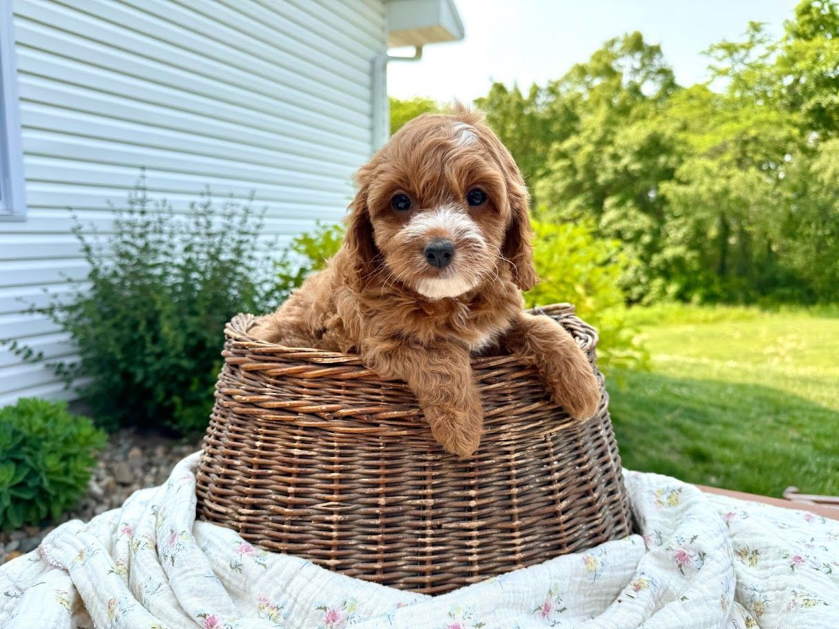 Cavapoo Puppies for sale, Cavalier mix puppies, Poodle Puppies for Sale, Cavalier King Charles,