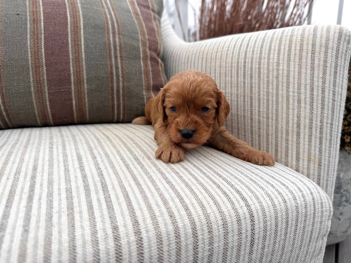 Cavapoo Puppies for sale, Cavalier mix puppies, Poodle Puppies for Sale, Cavalier King Charles,