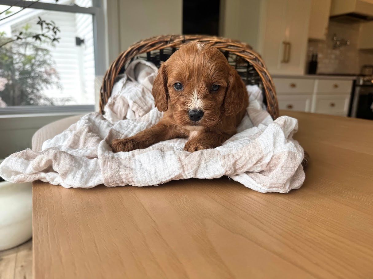 Cavapoochon puppies, healthy cavapoochon, puppies for sale, bluebell cavapoochon puppies, cavapoo