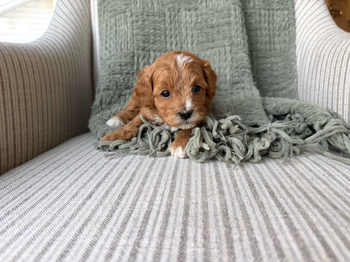 Cavapoochon puppies, healthy cavapoochon, puppies for sale, bluebell cavapoochon puppies, cavapoo