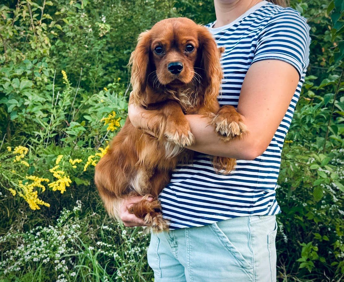 Cavapoochon puppies, healthy cavapoochon, puppies for sale, bluebell cavapoochon puppies, cavapoo