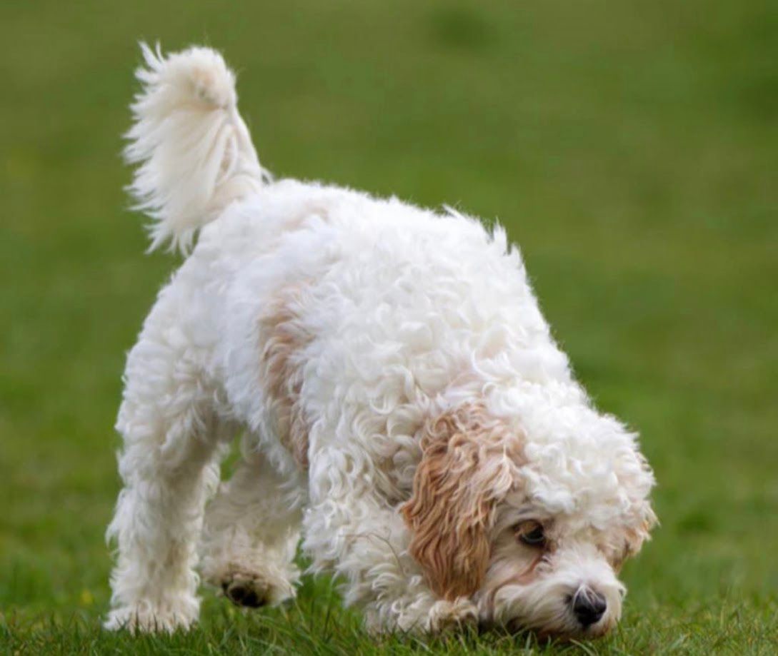 Cavapoochon puppies, healthy cavapoochon, puppies for sale, bluebell cavapoochon puppies, cavapoo