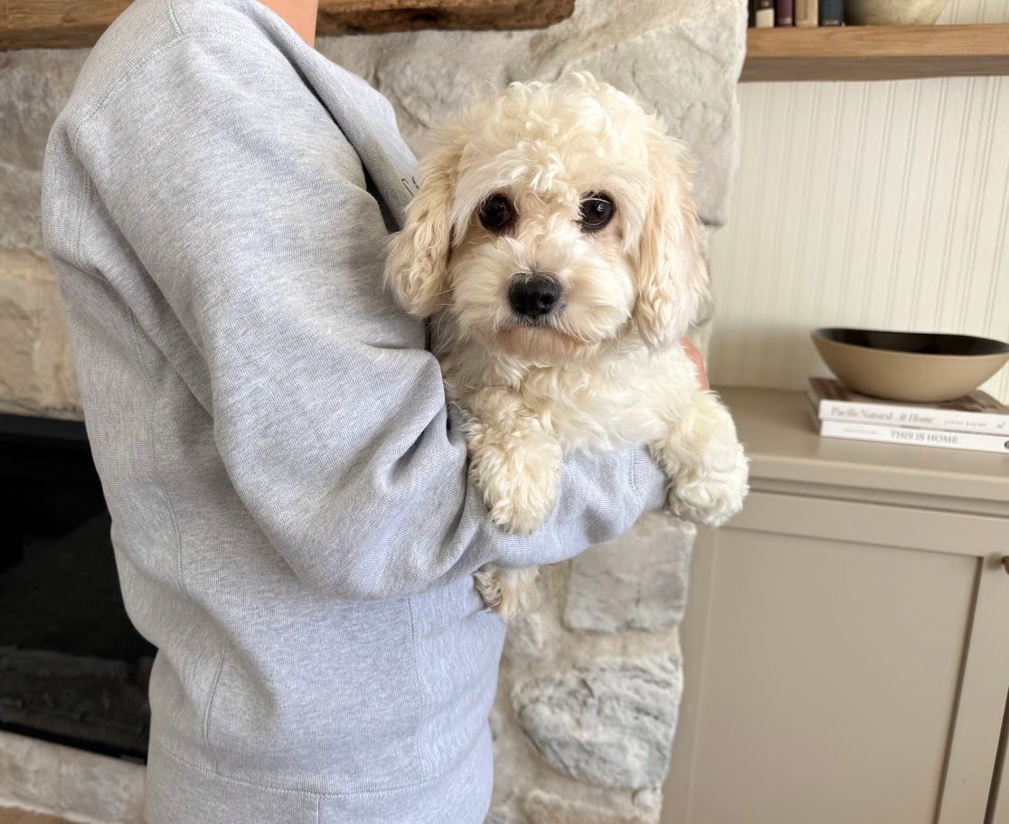 Cavapoochon puppies, healthy cavapoochon, puppies for sale, bluebell cavapoochon puppies, cavapoo